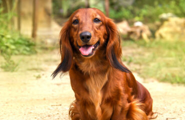 Пародонтит у собак. Як лікувати?