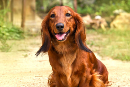 Пародонтит у собак. Як лікувати?