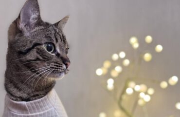 Инородное тело в ЖКТ у животных Стороннє тіло в ШКТ у тварин