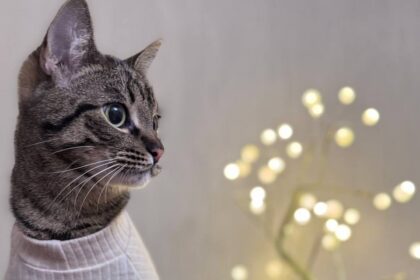 Стороннє тіло в ШКТ у тварин