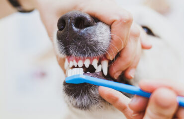 5 причин привести собаку на прием к ветеринару-стоматологу