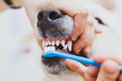 5 причин привести собаку на прием к ветеринару-стоматологу