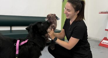 Кардіоміопатія у собак: як розпізнати і підтримати серце улюбленця