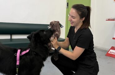 Кардіоміопатія у собак: як розпізнати і підтримати серце улюбленця