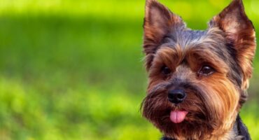 Захворювання йорків