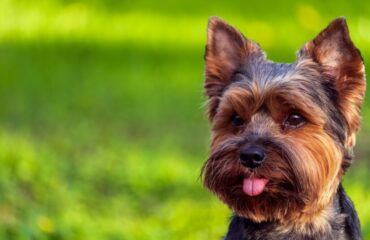 Захворювання йорків Захворювання йорків