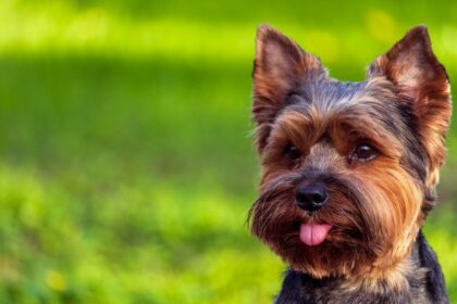 Захворювання йорків