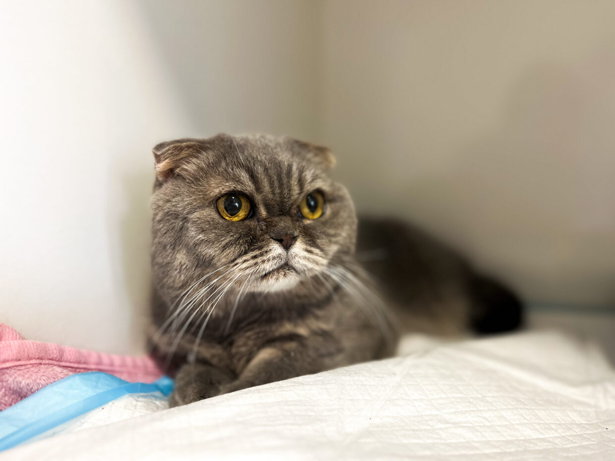 Ургентні стани і хірургія