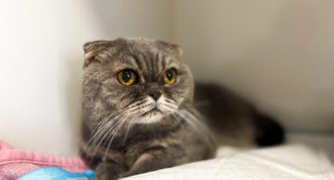 Ургентні стани і хірургія