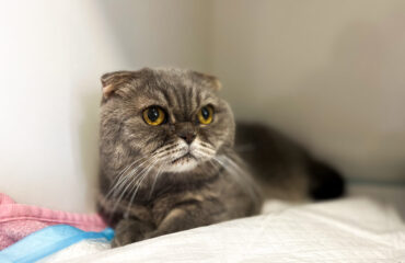 Ургентні стани і хірургія