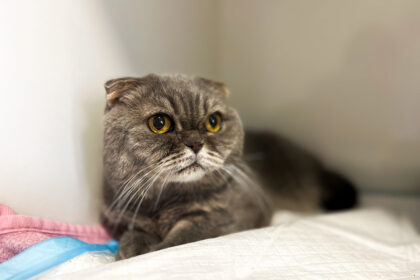 Ургентні стани і хірургія