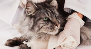 Ортопед для тварин у Харкові 