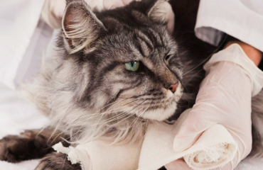 Ортопед для тварин у Харкові