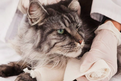 Ортопед для тварин у Харкові 