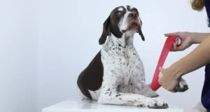 Ортопед для тварин у Харкові 