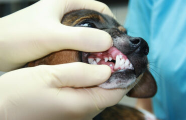 Вопросы ветеринару-стоматологу