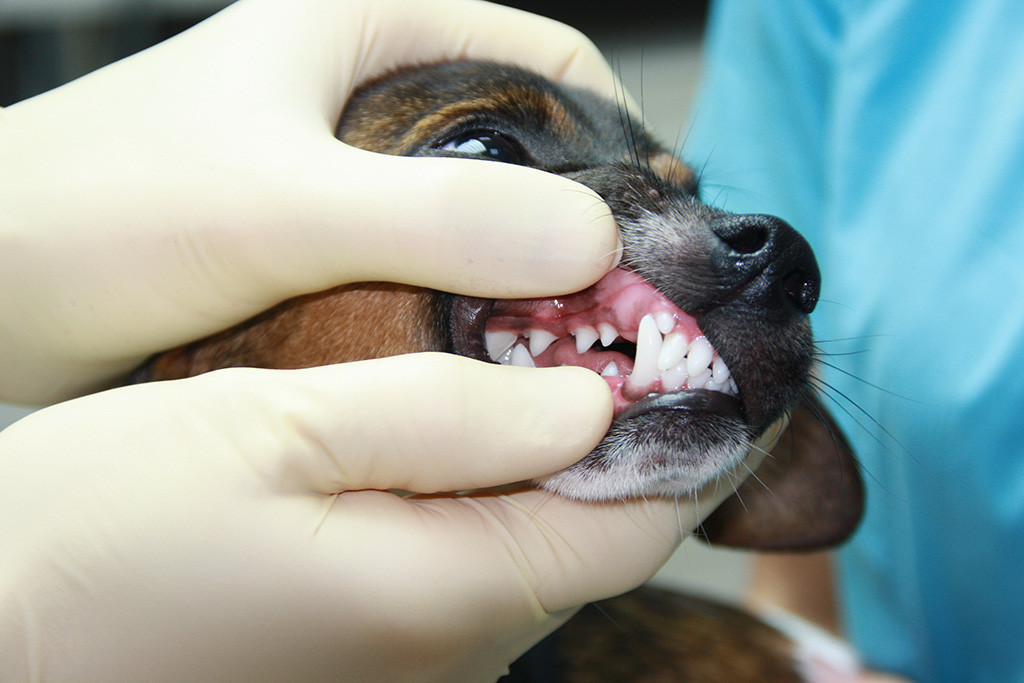 Вопросы ветеринару-стоматологу - Ветеринарная клиника TerraVet