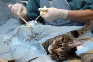 Хирургические операции животным