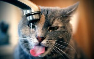 Кошка не пьёт воду. Стоит ли беспокоиться?