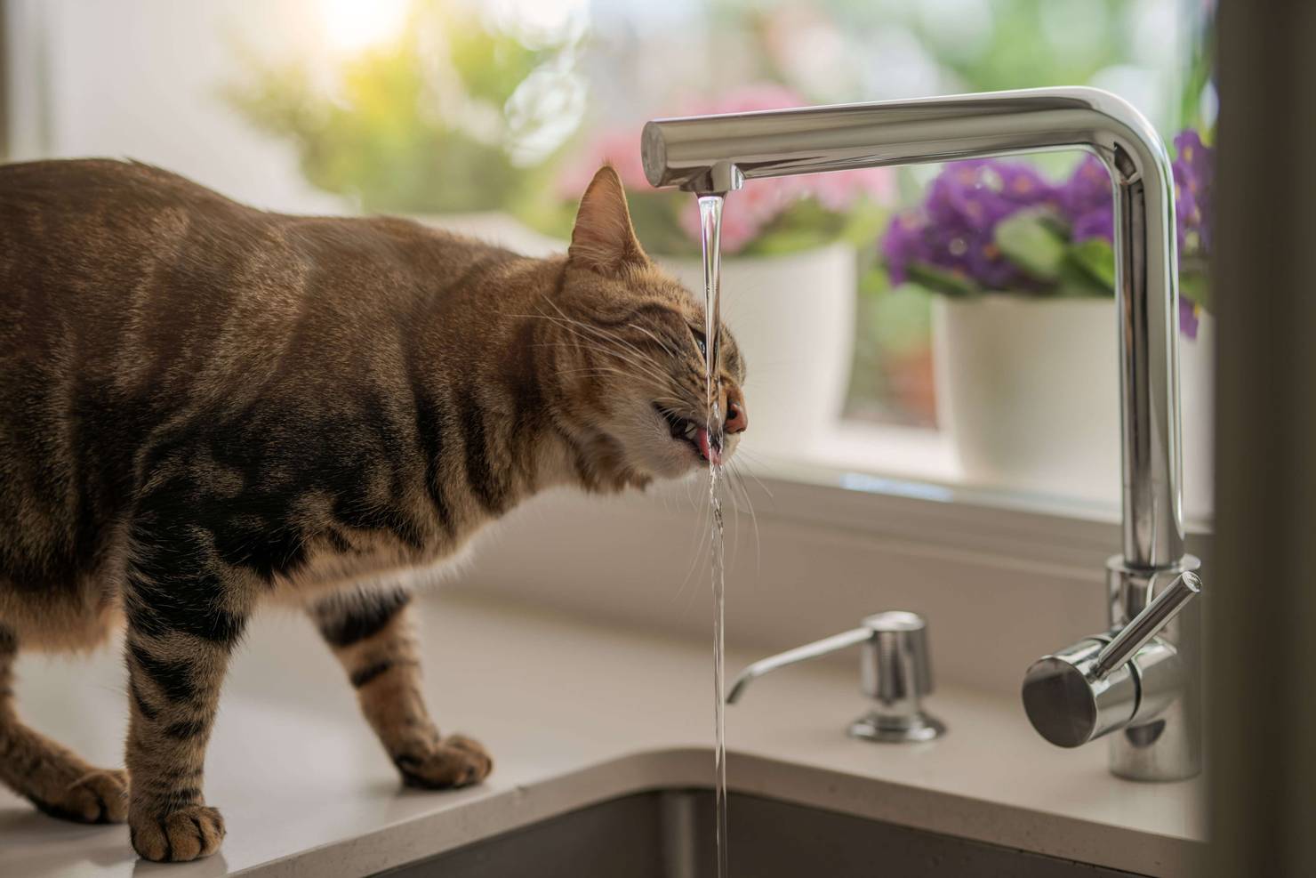 кошка ест но не пьет воду причины