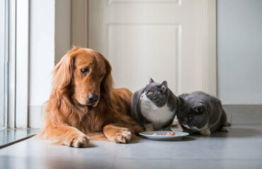 Вирусные заболевания собак и кошек