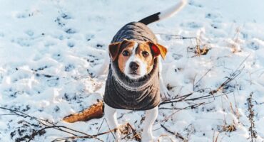 Зимові небезпеки для котів та собак: як уберегти улюбленців