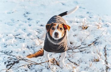 Зимние опасности для кошек и собак: как уберечь любимцев Зимові небезпеки для котів та собак: як уберегти улюбленців