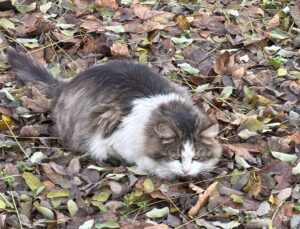 Піодермія у собак і котів
