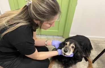 Чому виникають проблеми з зубами у тварини, навіть якщо раціон збалансований?