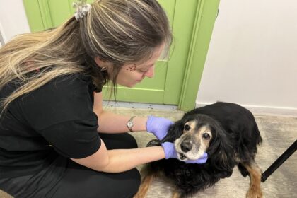 Чому виникають проблеми з зубами у тварини, навіть якщо раціон збалансований?