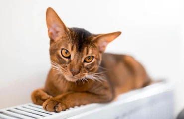 Хвороби Абісинів