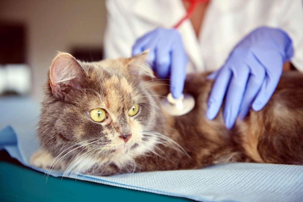 Рак молочной железы у кошки: стадии, симптомы, прогнозы врачей | Hill's