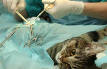 Нужно ли стерилизовать кошку?