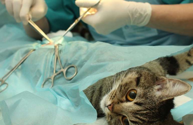 обязательно ли стерилизовать кошку