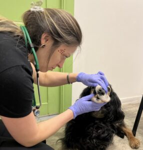 Чому виникають проблеми з зубами у тварини, навіть якщо раціон збалансований?