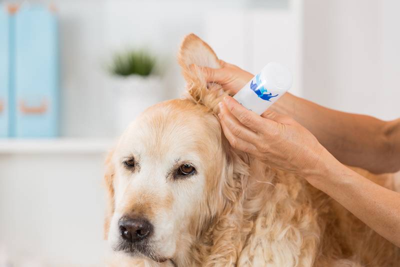 Как чистить уши собакам и кошкам? - Ветеринарная клиника TerraVet