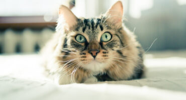 Цистит у кішок: ознаки, лікування