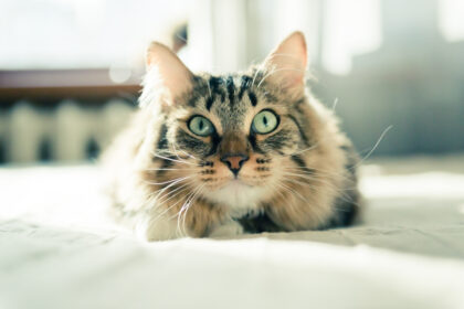 Цистит у кішок: ознаки, лікування