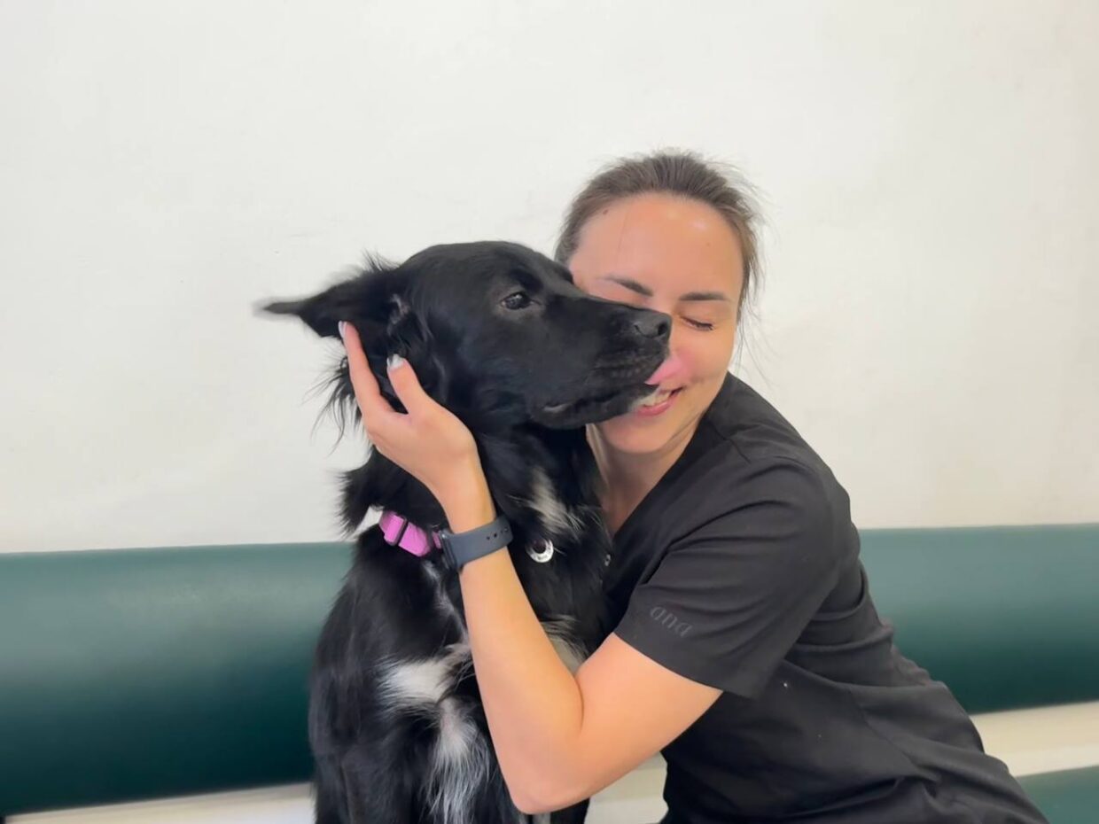 Піодермія у собак і котів