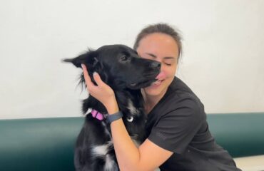 Піодермія у собак і котів 