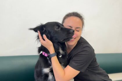 Піодермія у собак і котів 