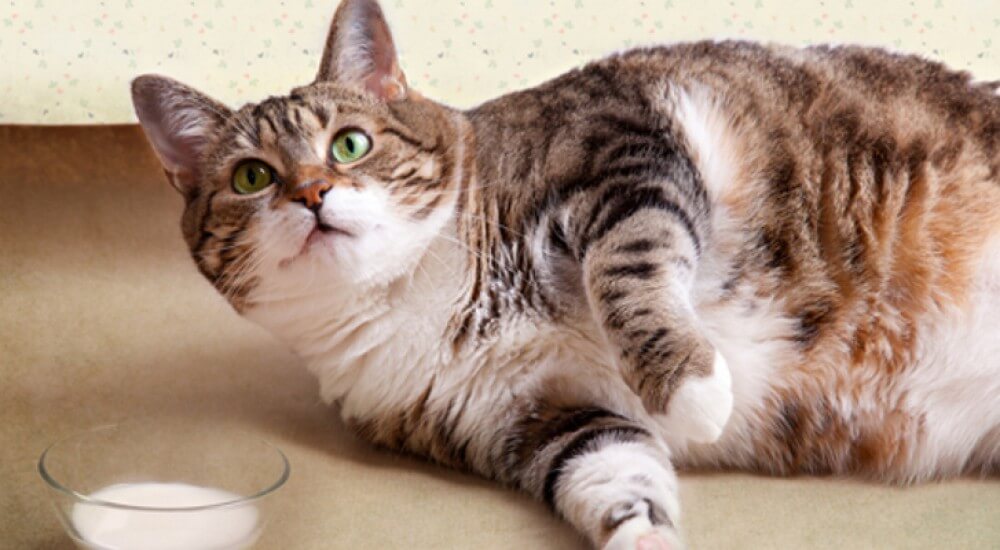 Ожирение у котов и собак