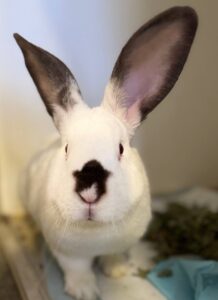 Кролики. Як правильно утримувати і чим годувати?