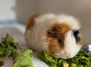 Стерилізація морських свинок. Новий підхід