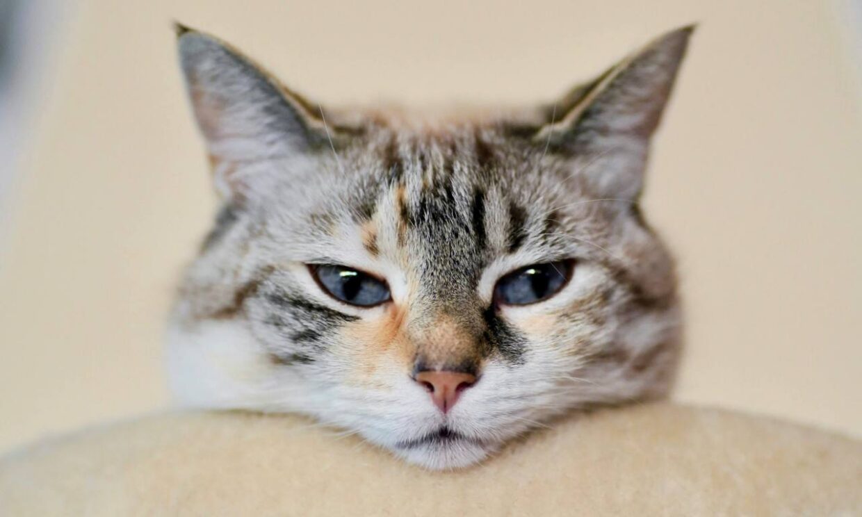 Клінічний випадок: лікування 11-річної кішки