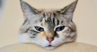 Клінічний випадок: лікування 11-річної кішки