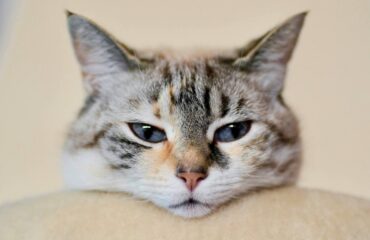 Клінічний випадок: лікування 11-річної кішки