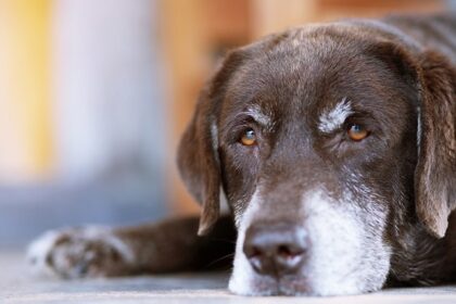Кастрація собак і котів: як подбати про улюбленця після операції