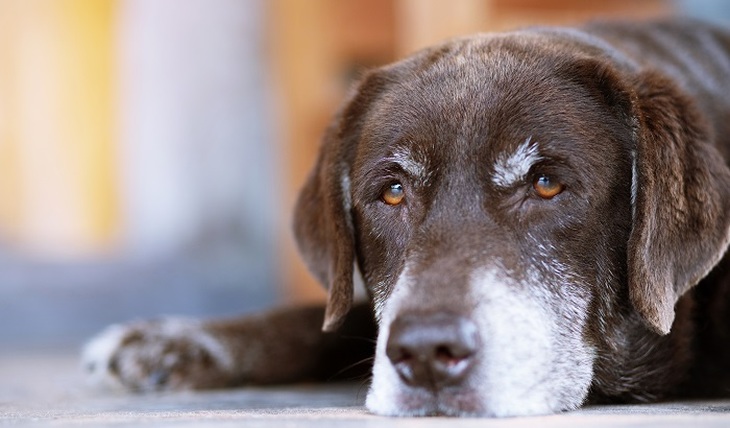 Кастрація собак і котів: як подбати про улюбленця після операції