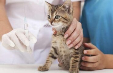Вакцинация животных. Почему лучше сделать, чем не делать?